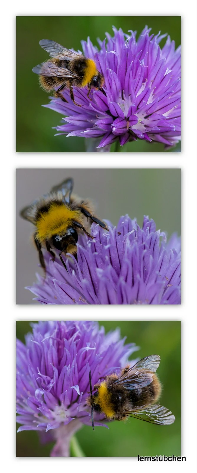 Hummel auf der Suche.jpeg